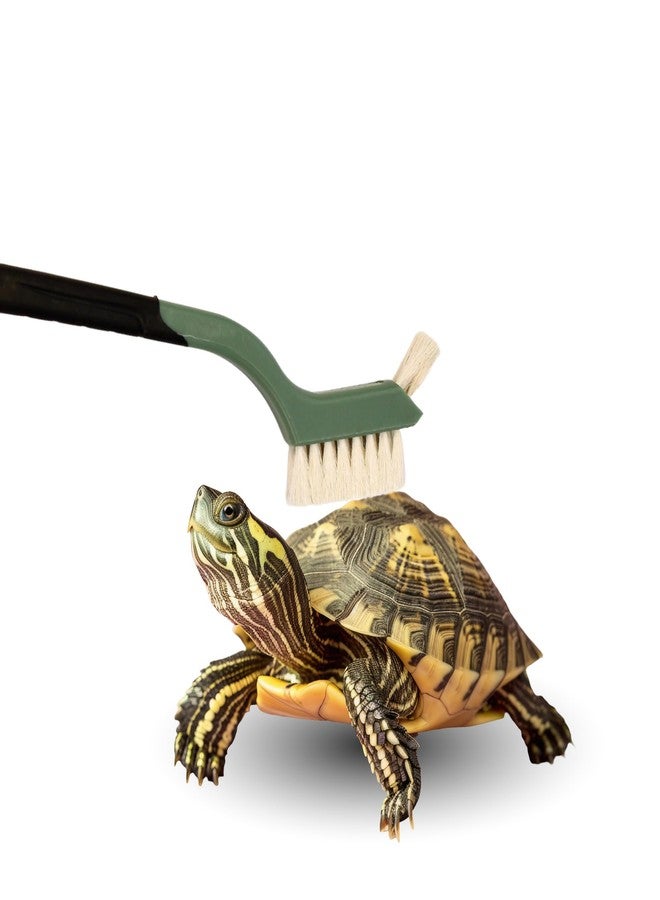 Snout and Shell Turtle Cleaning Brush - Gently Remove Dirt from Turtles and Tortoises - Red by Snout and Shell - Image 5